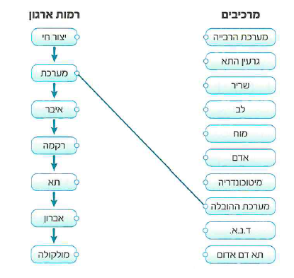 (בספר איור)